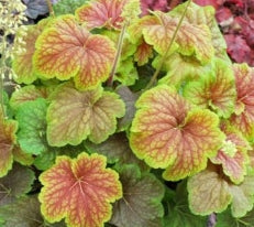 Heuchera 'Delta Dawn' PP23545