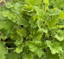 Heuchera 'Bright and Breezy''