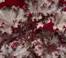 Heuchera 'Black Taffeta' PP26162