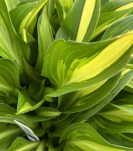 Hosta 'Lakeside Little Tuft'