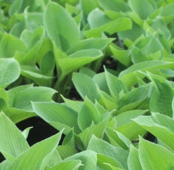 Hosta 'Hyacinthina'