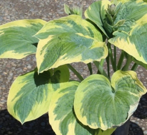 Hosta 'Great Arrival'