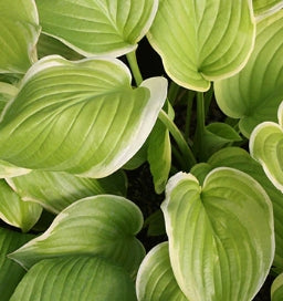 Hosta 'Fragrant Bouquet'