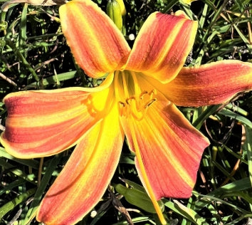 Hemerocallis EveryDayLily® 'Red Rib'