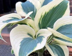 Hosta 'Firn Line'