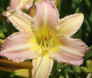 Hemerocallis EveryDayLily® 'Pink Cream'