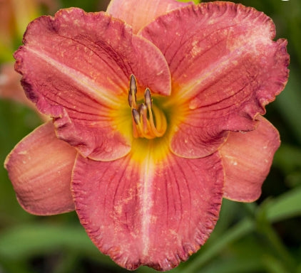 Hemerocallis EveryDayLily® 'Cerise'
