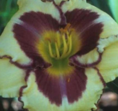 Hemerocallis 'Yellow with Eye'