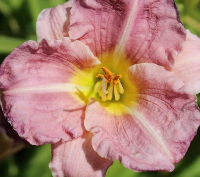Hemerocallis 'Raspberry Pixie' (rose)