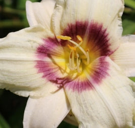 Hemerocallis 'Pandora's Box' (white/violet)