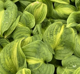 Hosta 'Emerald Charger'