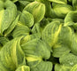 Sticky Image