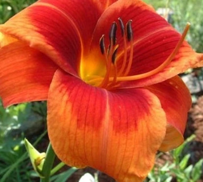 Hemerocallis 'Outrageous' (orange)
