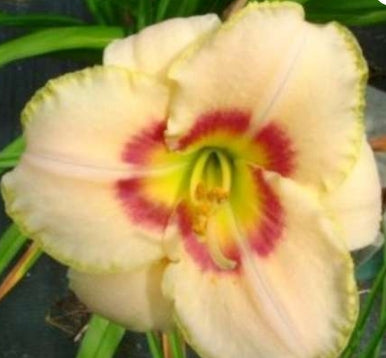 Hemerocallis 'Custard Candy' (cream)