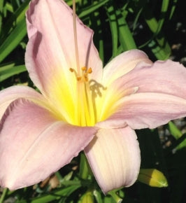 Hemerocallis 'Catherine Woodbury' (pink)