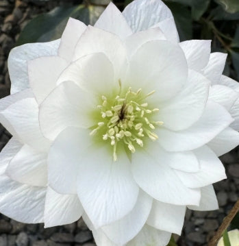 Helleborus × hybridus 'Pretty Ellen White'