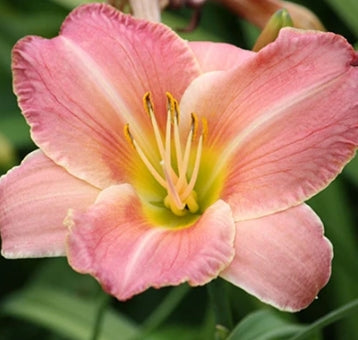 Hemerocallis 'Awesome Blossom' (rose)