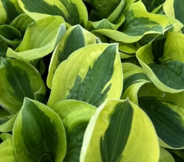 Hosta 'Brim Cup'