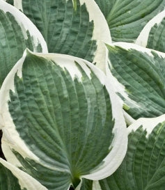 Hosta 'Barbara Ann'