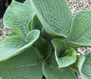 Hosta 'Bressingham Blue'