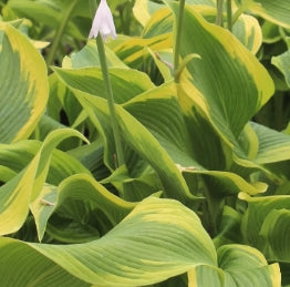 Hosta 'Atlantis' PP17093