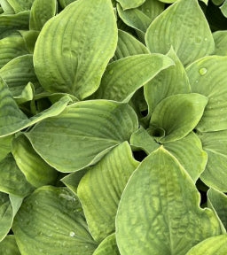 Hosta 'Abiqua Moonbeam'