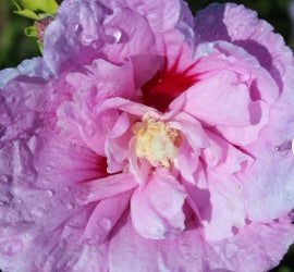 Hibiscus syr. Lavender Chiffon® COLOR CHOICE® PW PP12619