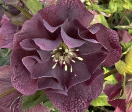 Helleborus × hybridus 'Pretty Ellen Red'