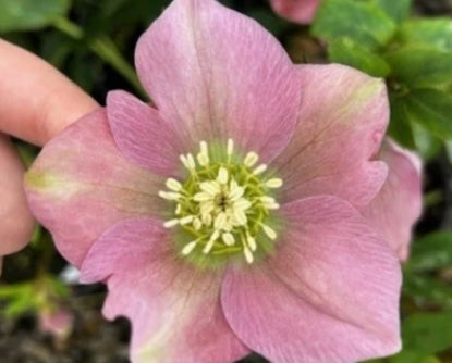 Helleborus × hybridus 'Pretty Ellen Pink'