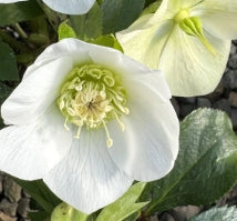 Helleborus x orientalis 'Winter Queen'® Strain