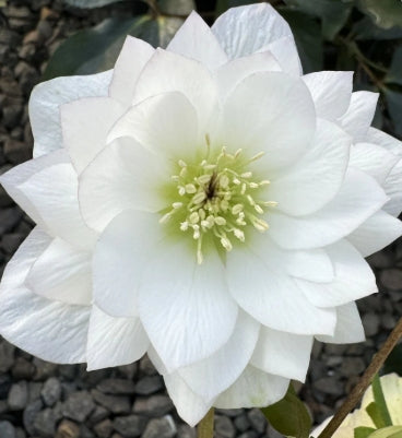 Helleborus x hybridus DOUBLE ELLEN® 'WHITE'