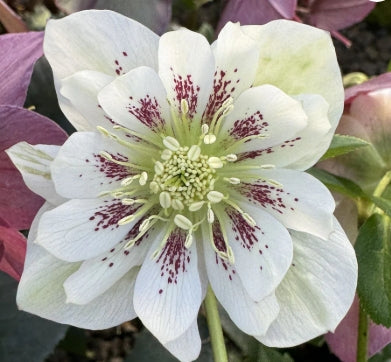 Helleborus x hybridus DOUBLE ELLEN® 'White Spotted'