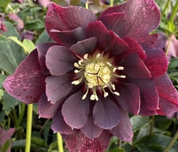Helleborus x hybridus DOUBLE ELLEN® 'Red'