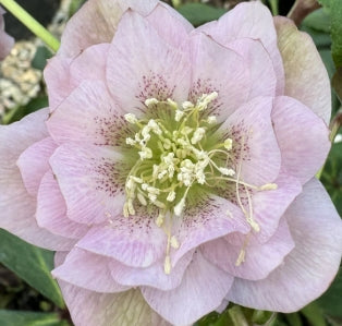 Helleborus x hybridus DOUBLE ELLEN® 'PINK'