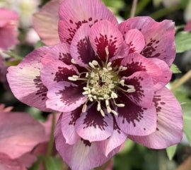 Helleborus x hybridus DOUBLE ELLEN® 'Pink Spotted'