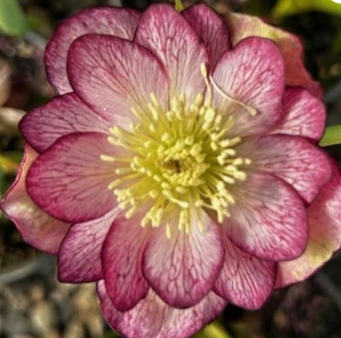 Helleborus x hybridus DOUBLE ELLEN® 'Picotee'