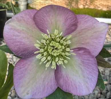 Helleborus x hybridus 'Sunshine Selections'