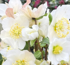 Helleborus x HGC® 'JOHN'