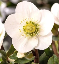 Helleborus x HGC® 'Frosty' (white)
