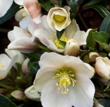 Helleborus x ericsmithii 'HGC Joker' PP22022