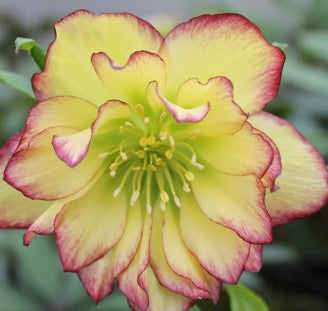 Helleborus WINTER JEWELS™ 'Sun Flare'