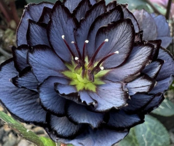 Helleborus WINTER JEWELS™ 'Slate Double