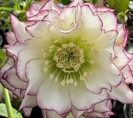 Helleborus WINTER JEWELS™ 'Rose Quartz'