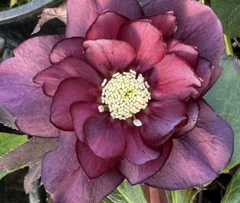 Helleborus WINTER JEWELS™ 'Red Sapphire'