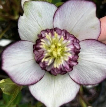 Helleborus WINTER JEWELS™ 'Picotee Pearl'