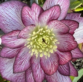 Helleborus WINTER JEWELS™ 'Peppermint Ice'