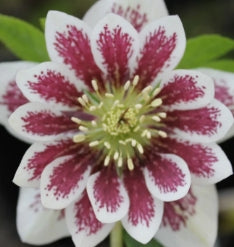 Helleborus WINTER JEWELS™ 'Painted Double'