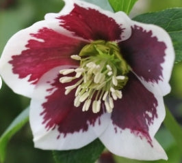 Helleborus WINTER JEWELS™ 'Painted'