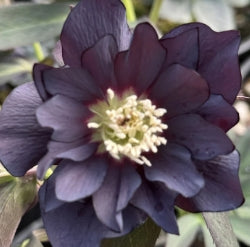 Helleborus WINTER JEWELS™ 'Onyx Odyssey'