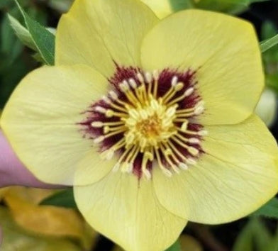 Helleborus WINTER JEWELS™ 'Golden Sunrise'